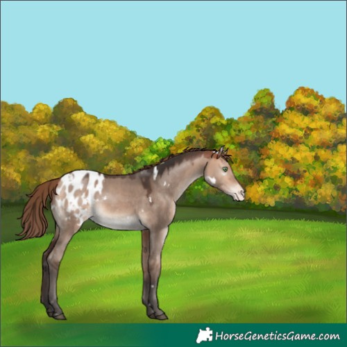 Horse Color:White Spotted Bay Dun Mushroom Blanket 