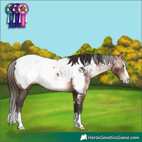 Horse Color:White Spotted Bay Mushroom Splash Snowcap