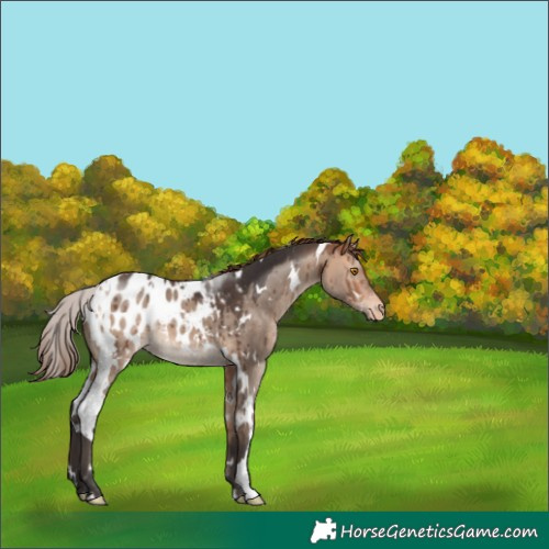 Horse Color:White Spotted Bay Dun Mushroom Blanket Brindle 
