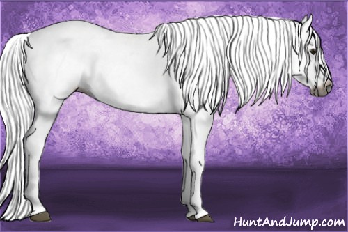 Horse Color:Gray Bay Roan Appaloosa 