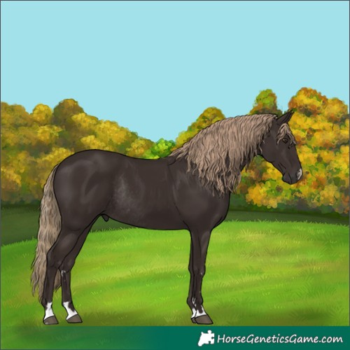 Horse Color:Liver Chestnut Rabicano 
