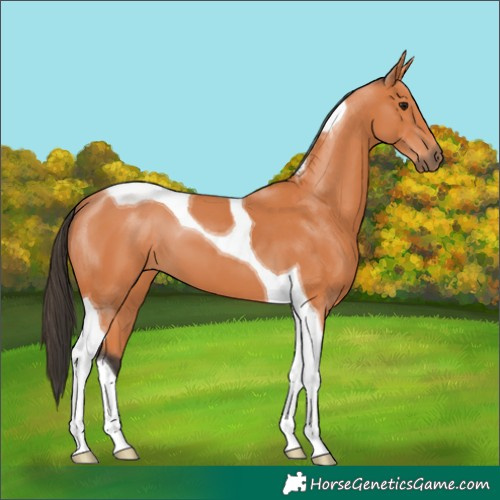 Horse Color:Bay Tobiano 