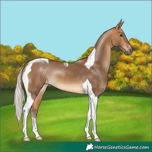 Horse Color:Silver Buckskin Tobiano