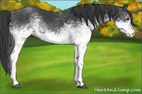 Horse Color:White Spotted Smoky Black 