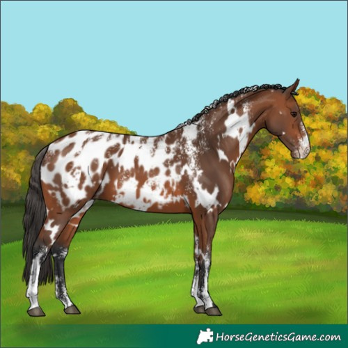 Horse Color:Powder White White Spotted Bay Blanket