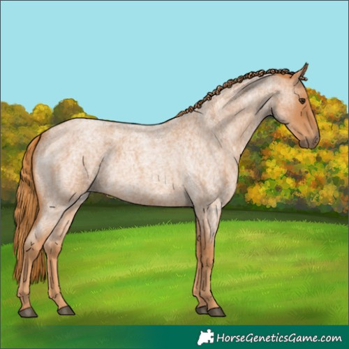 Horse Color:Red Roan Rabicano