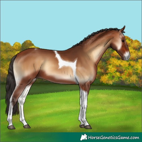 Horse Color:Bay Onyx Tobiano 