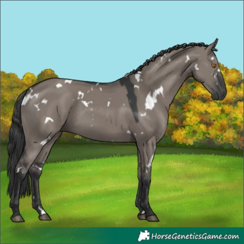 Horse Color:White Spotted Grullo Rabicano