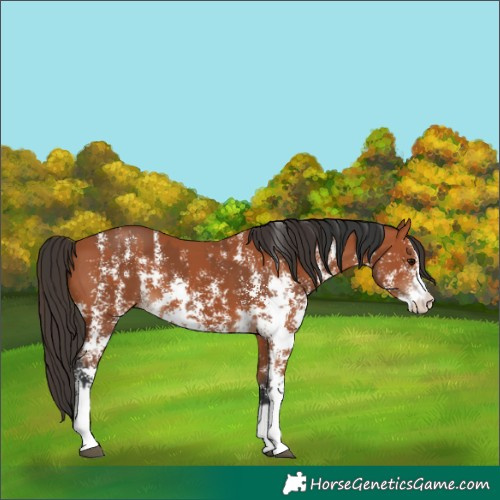 Horse Color:Bay Sabino Rabicano and Bay Sabino Rabicano