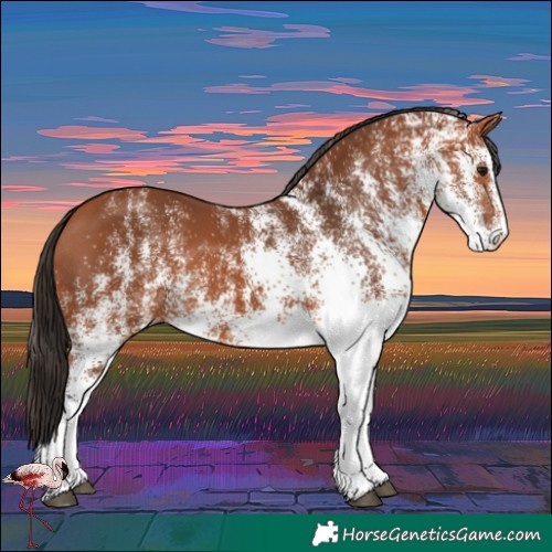 Horse Color:White Spotted Bay