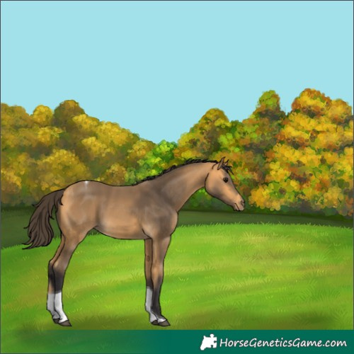 Horse Color:Buckskin Tobiano
