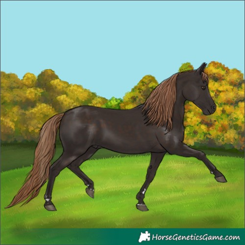 Horse Color:Liver Chestnut Rabicano