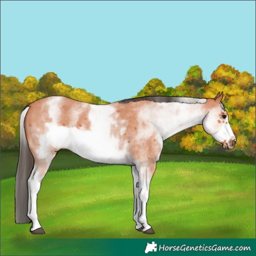 Horse Color:White Spotted Bay Sabino Frame