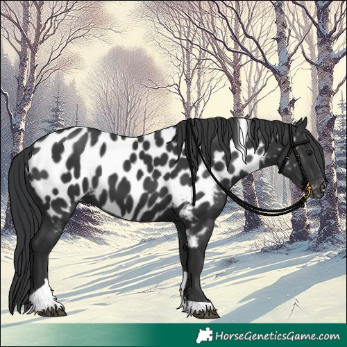 Horse Color:Black Tobiano Near Leopard 
