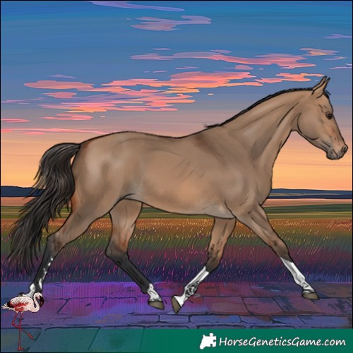 Horse Color:Bay Dun Tobiano