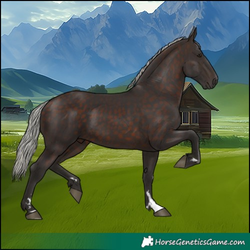 Horse Color:Silver Brown Rabicano