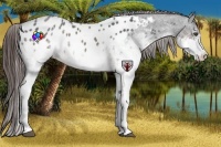 Horse Color:White Spotted Brown Roan Appaloosa Rabicano 