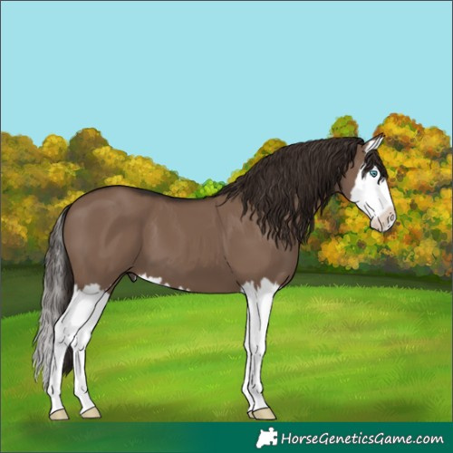 Horse Color:White Spotted Liver Red Dun Splash 