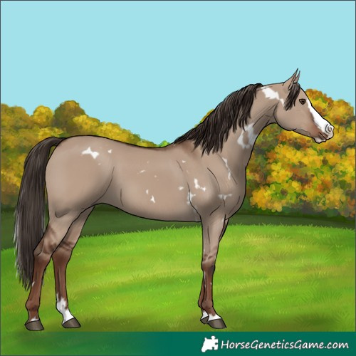 Horse Color:White Spotted Liver Red Dun Splash