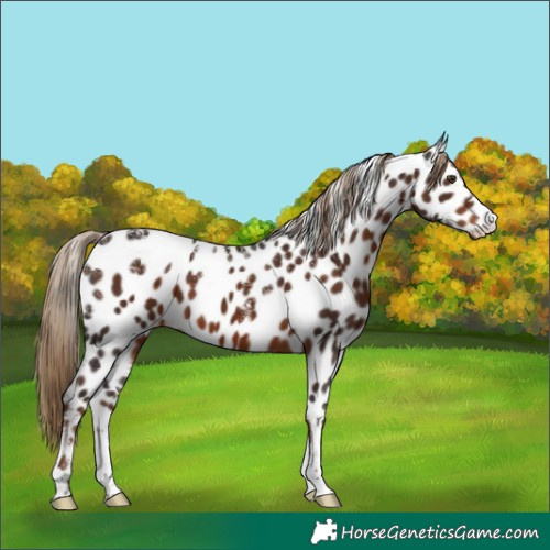Horse Color:Powder White Liver Chestnut Near Leopard