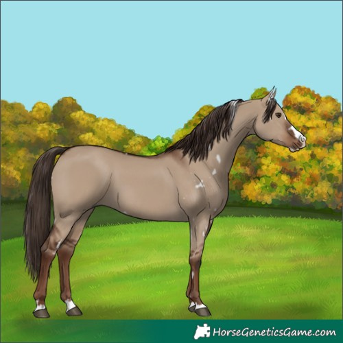 Horse Color:White Spotted Liver Red Dun Splash 