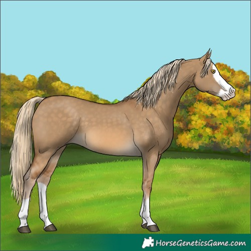 Horse Color:Chocolate Palomino Dun Splash