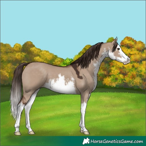 Horse Color:White Spotted Liver Red Dun Splash