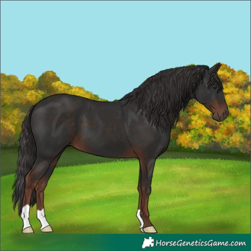 Horse Color:Liver Chestnut