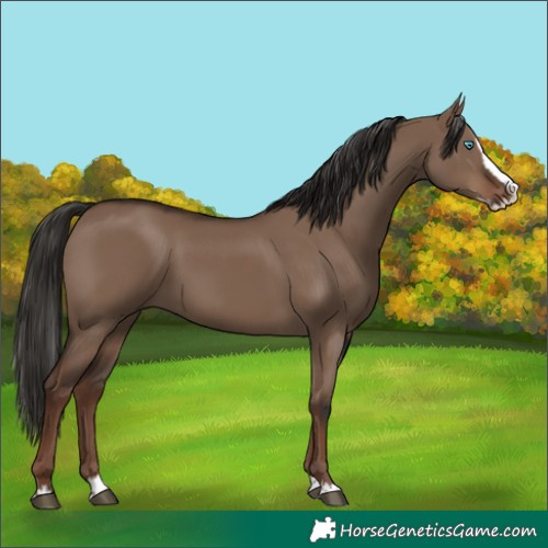 Horse Color:White Spotted Liver Red Dun Splash