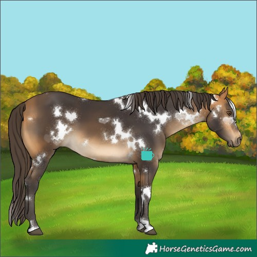 Horse Color:White Spotted Buckskin