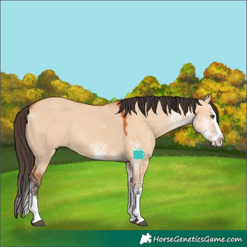 Horse Color:White Spotted Bay Dun Splash 