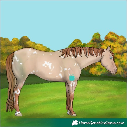 Horse Color:White Spotted Gold Champagne Dun 
