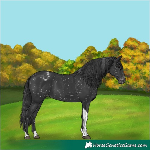 Horse Color:Black Tobiano Blanket 