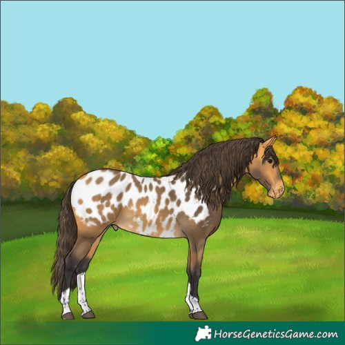 Horse Color:Buckskin Tobiano Near Leopard