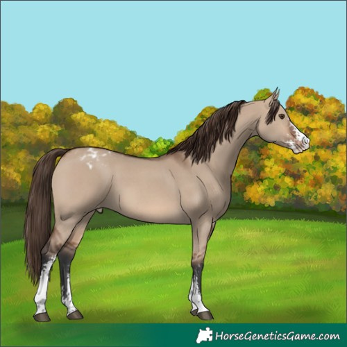 Horse Color:Brown Dun Sabino Varnish