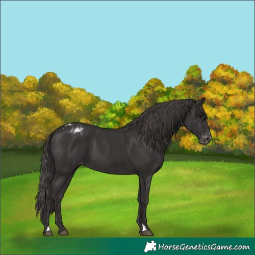 Horse Color:Smoky Black Blanket 