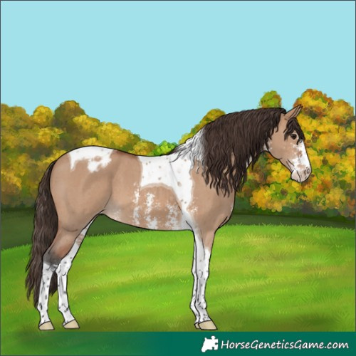 Horse Color:Bay Dun Sabino Tobiano Varnish