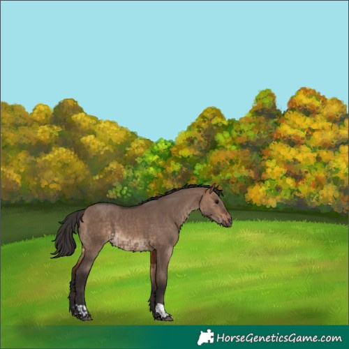 Horse Color:Bay Dun and Bay Dun