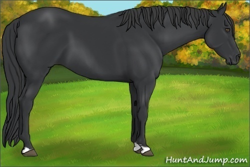 Horse Color:Black 