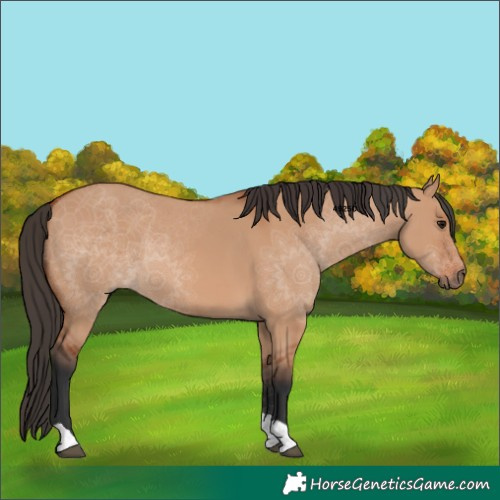 Horse Color:Bay Dun Tobiano