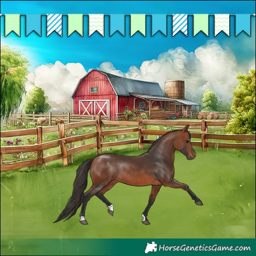 Horse Color:Bay Rabicano 