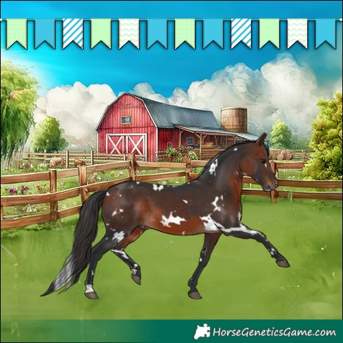 Horse Color:White Spotted Brown