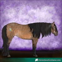 Horse Color:Bay Dun and Gray Bay Dun