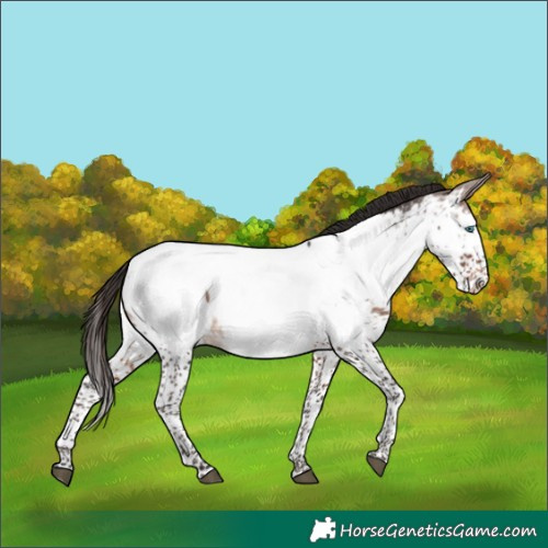 Horse Color:Brown Splash Near Fewspot