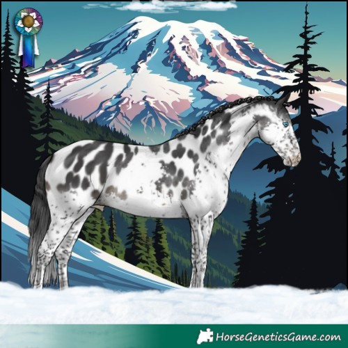 Horse Color:Black Splash Near Leopard