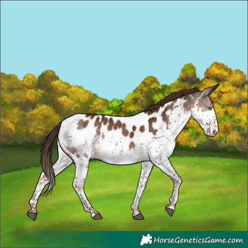 Horse Color:Liver Chestnut Splash Near Leopard