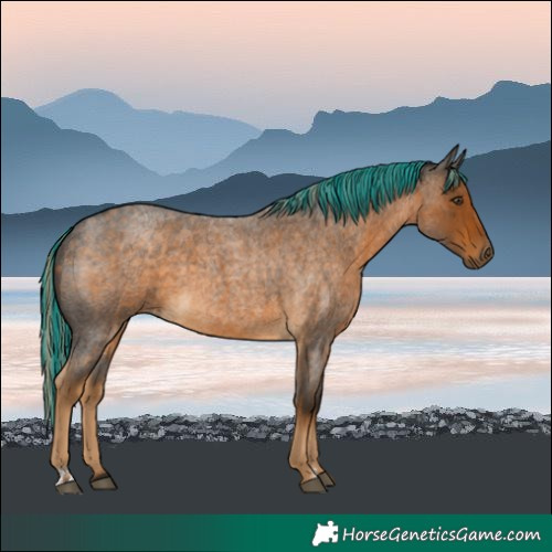 Horse Color:Painted Chocolate Palomino Roan 