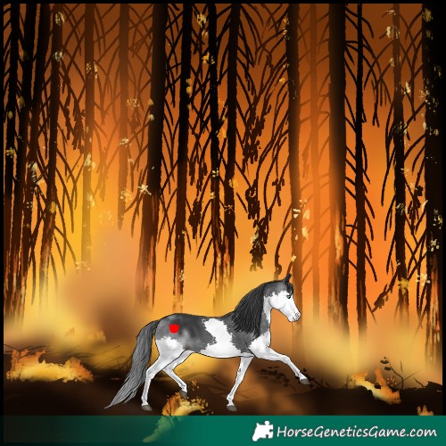 Horse Color:Black Splash