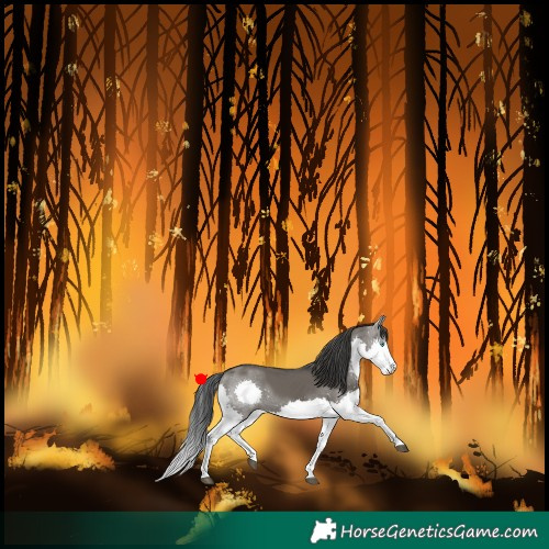 Horse Color:Grullo Splash 