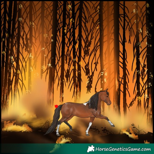Horse Color:Bay Tobiano